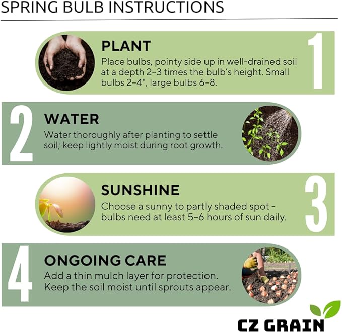 Iron Cross Shamrock Bulbs for Planting - Fast Growing Year Round Color Indoors or Outdoors - Oxalis Shamrock Bulbs for Good Luck (5 Bulbs)
