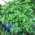 Mojito Mint Plants Live, Mint Plants for Inside and Home Décor, 3-Inch Potted Fresh Herb for Kitchen Gardens and Indoor Outdoor Growing