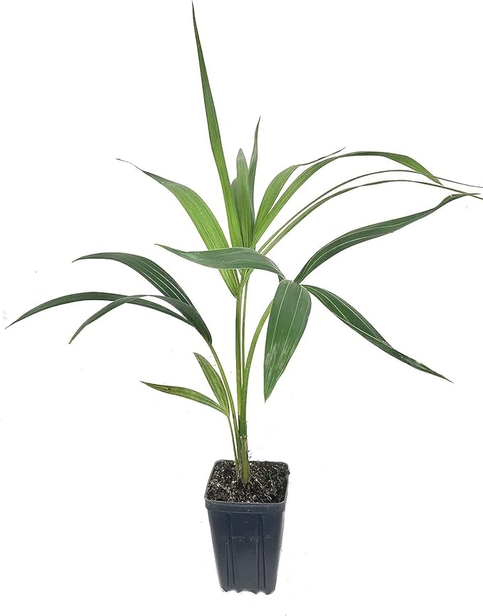 Kentia Palm - 5 Live Plant in a 4 Inch Growers Pots - Howea Forsteriana - Extremely Rare and Elegant Palm from Florida