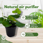 BubbleBlooms Heart Fern, Hemionitis arifolia, Heart Shaped Leaves, Tongue Fern in 2 inch Pot