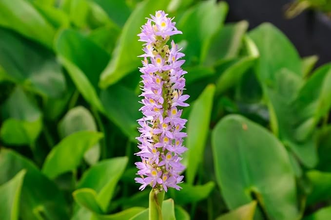 Pickerel Rush Live Pond Plant for Water Garden (Pink Pickerel Rush, 3)