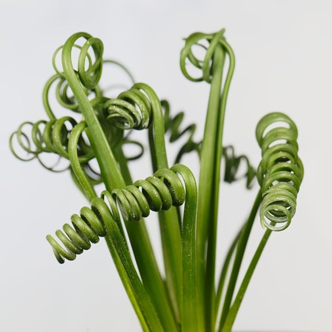 Rare Albuca Spiralis Plant Live in 3" Pot, Corkscrew Frizzle Sizzle Houseplant Ornamental Albuca Spiralis, Curly Grass Succulent Live Plant