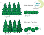 Brighter Blooms - Thuja Green Giant Arborvitae, 1-2 ft. - No Shipping to AK, AZ, HI, OR