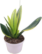 Sansevieria Snake Plants, Live Indoor Plant (Gold Flame, 8 inch)