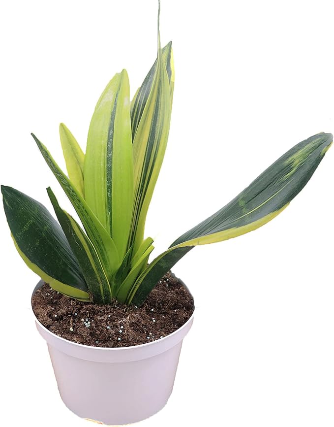 Sansevieria Snake Plants, Live Indoor Plant (Gold Flame, 8 inch)