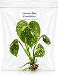 Monstera Thai Constellation Tissue Culture Starter Plant, Variegated Tropical Live Plants, Variegated Plants Live houseplants, Tropical Indoor Plants