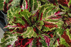 Coleus Wizard Mosaic,Annual Flowers Seed,Easy To Grow, Shade Loving Plant !(100 Seeds)