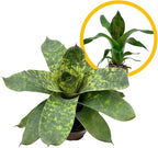 ragnaroc Live Plants – Bromeliad Vrisea Gigantea Nova, 4-8" 2" Plug - 1ct - Live Arrival Guaranteed - House Plants for Home Decor & Gift