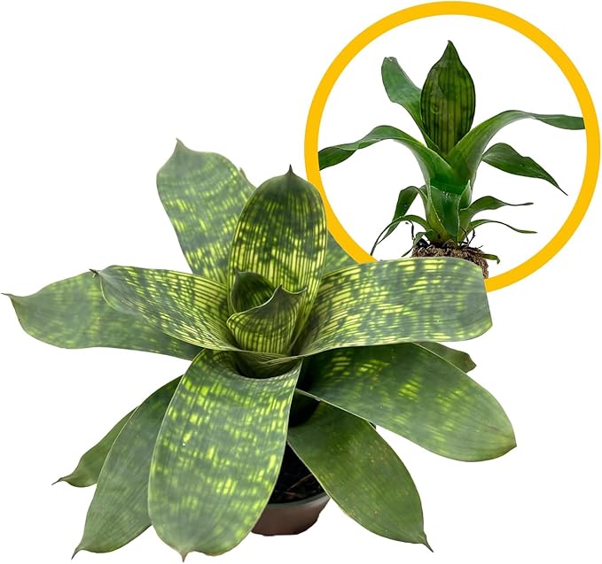 ragnaroc Live Plants – Bromeliad Vrisea Gigantea Nova, 4-8" 2" Plug - 1ct - Live Arrival Guaranteed - House Plants for Home Decor & Gift