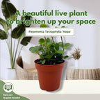 BubbleBlooms Peperomia Hope in a 4 inch Pot rotundifolia