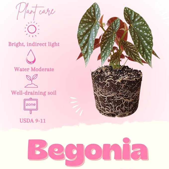 Begonia Live Plant, Begonias Live Plant, Rare Begonias Plants, 5-7 Inches in Height for Indoor Houseplant (Polka Dot Angel Wing Begonia)