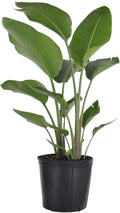 White Bird of Paradise Live Plant by United Nursery, Strelitzia Nicolai 32–36 inches Tall, 10 inch Plant Pot, Large Indoor House Plant for Office, Patio and Home Decor