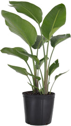 White Bird of Paradise Live Plant by United Nursery, Strelitzia Nicolai 32–36 inches Tall, 10 inch Plant Pot, Large Indoor House Plant for Office, Patio and Home Decor