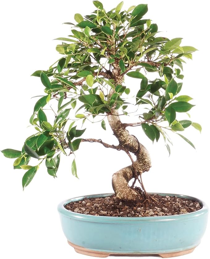 Brussel's Bonsai - Live Golden Gate Ficus Bonsai Tree in Ceramic Bonsai Pot, Indoor Bonsai Plant, 10 Years Old, 16-20 Inches Tall, Easy Care Houseplant for Home or Office (Large, Green)