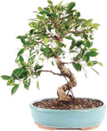 Brussel's Bonsai - Live Golden Gate Ficus Bonsai Tree in Ceramic Bonsai Pot, Indoor Bonsai Plant, 10 Years Old, 16-20 Inches Tall, Easy Care Houseplant for Home or Office (Large, Green)