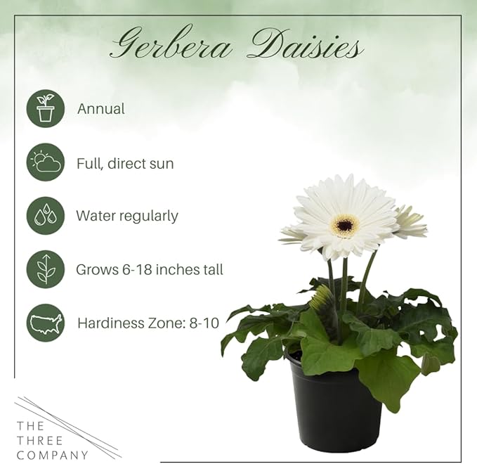 Live Flowering Gerbera Daisies - Grower's Choice Assorted Colors (3 Plants Per Pack) - Beautiful Spring Flowers - 12" Tall by 5" Wide in 1 Qt Pot