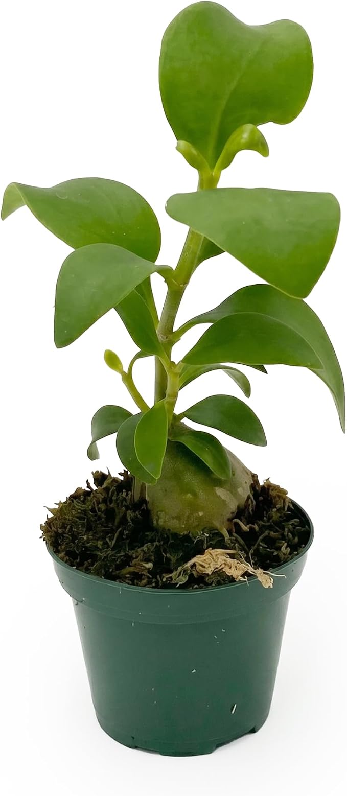 Live Hydnophytum papuanum Plant - 'Ant Plant' - ragnaroc Tropical Plant 6-12" Tall - 1ct - Live Arrival Guaranteed - House Plants for Home Décor & Gift