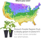 'Possum Purple' Passion Fruit Plants (4 Pack) – Live Starter Vines for Planting, Ideal for Trellises and Arbors, Producing Delicious Aromatic Fruits