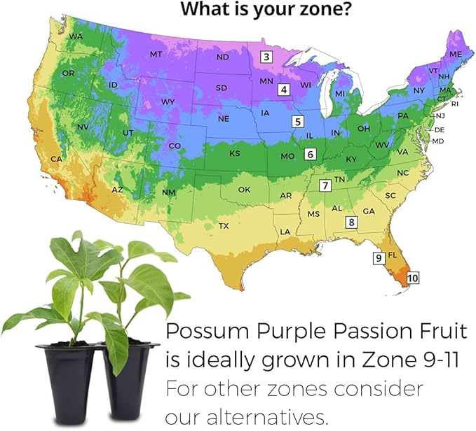 'Possum Purple' Passion Fruit Plants (4 Pack) – Live Starter Vines for Planting, Ideal for Trellises and Arbors, Producing Delicious Aromatic Fruits