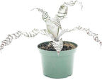 ragnaroc Live Plants – Cryptanthus ‘Absolute Zero‘, Jumbo 4-8" in 4" Pot - 1ct - Live Arrival Guaranteed - House Plants for Home Decor & Gift
