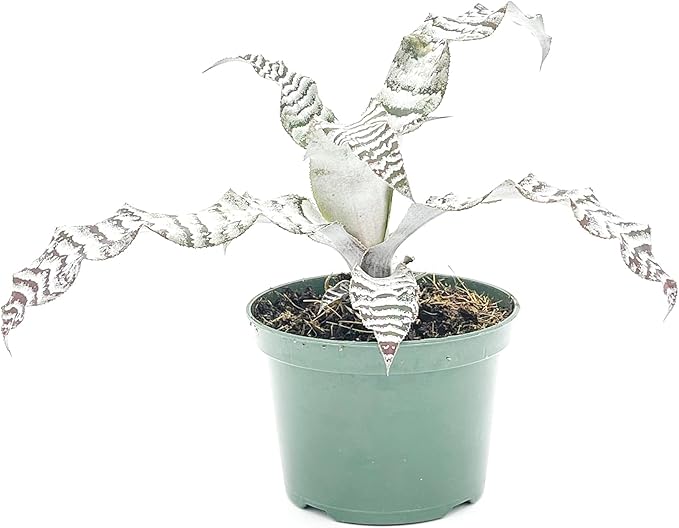 ragnaroc Live Plants – Cryptanthus ‘Absolute Zero‘, Jumbo 4-8" in 4" Pot - 1ct - Live Arrival Guaranteed - House Plants for Home Decor & Gift