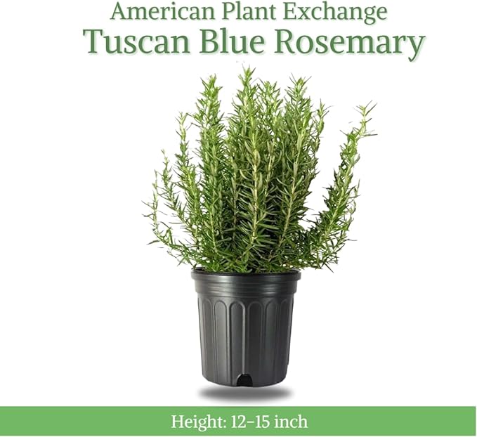 American Plant Exchange Rosemary Herb – Live 6-Inch Potted Edible Plant, Fragrant Evergreen Culinary Herb for Cooking, Indoor Windowsill, Patio Garden & Outdoor Container Landscaping