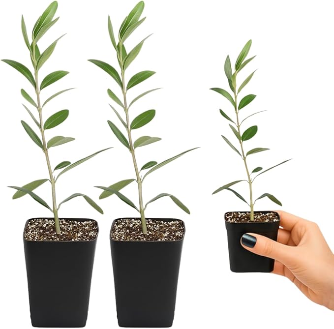 My Shelfie – Dwarf Olive Tree Starter Plant (Olea europaea ‘Dwarf’), 2-Inch Live Indoor or Outdoor Plant, Compact Evergreen for Bonsai, Containers, and Home Décor (2)