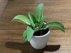 Cozy Garden / 3 Mother of Thousands/Medium Size/Live Plant/Bare Root