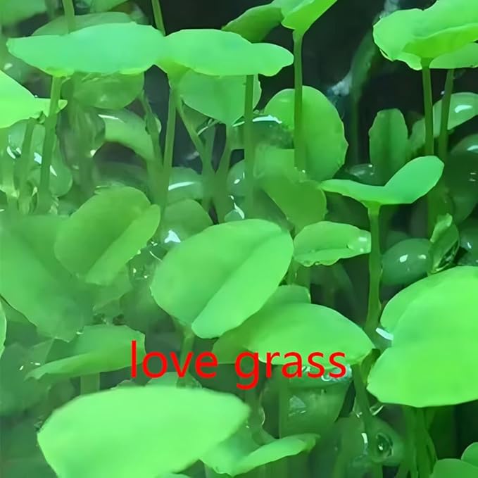 5 Bags Aquarium Plant S.e.e.ds, not Artificial Plastic Plant, Fish Tank Live Grass for All Substrate yjl133sz