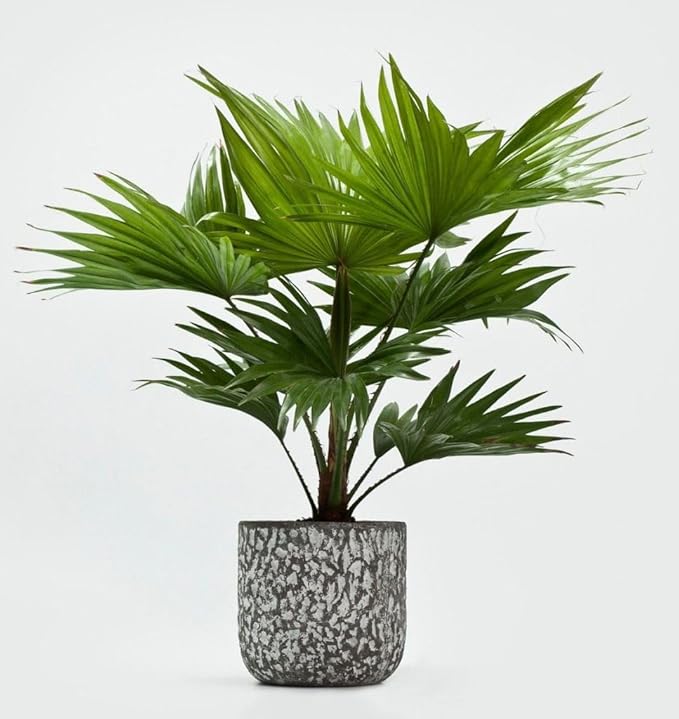 Seeds Chinese Fan Palm Livistona - Growing Indoor - Perennial Tree for Planting