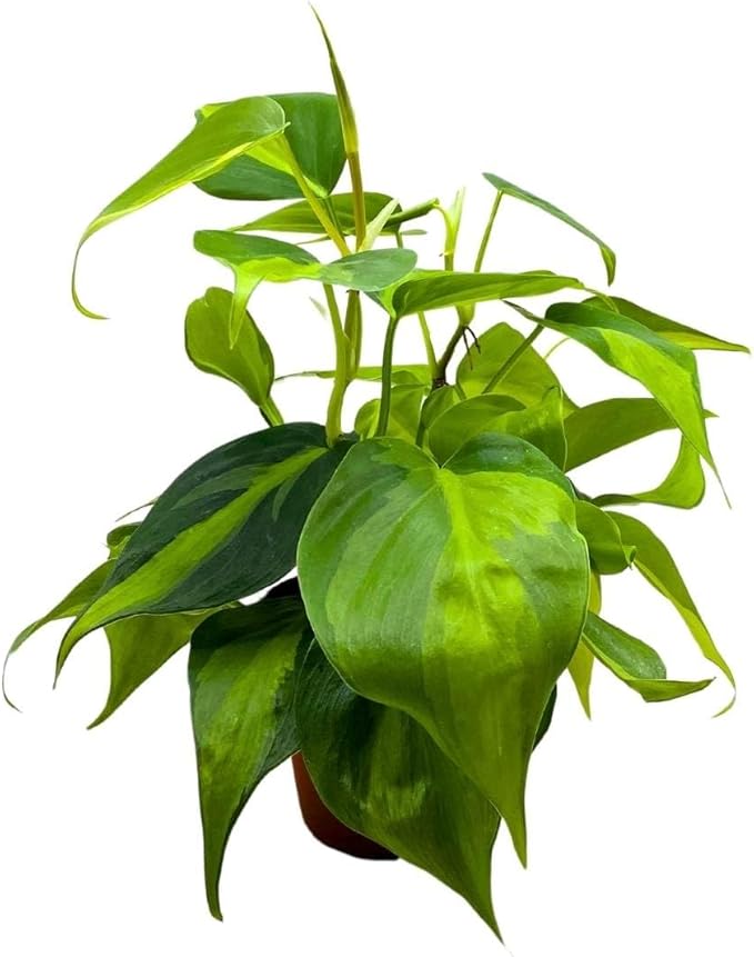 BubbleBlooms Philodendron Brazil 4 inch Brazillian Pothos