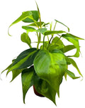 BubbleBlooms Philodendron Brazil 4 inch Brazillian Pothos