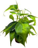BubbleBlooms Philodendron Brazil 4 inch Brazillian Pothos