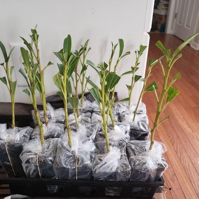 Schip/Skip Laurel Shrub - 6-12" Tall Live Plant - 2.5" Pot - Schipka Bush/Hedge Seedling - Prunus laurocerasus 'Schipkaensis'