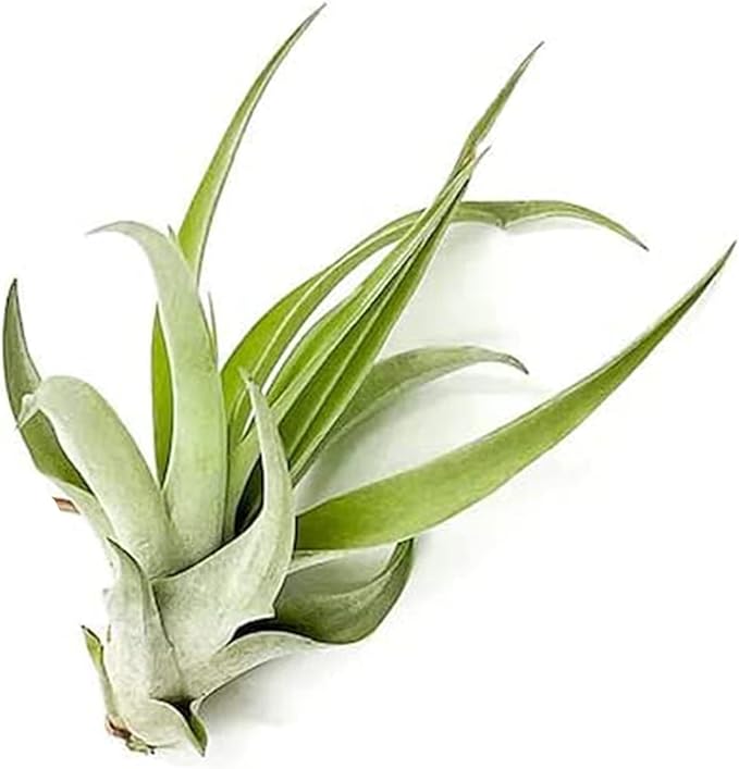 ragnaroc Air Plants - Tillandsia Capitata (Peach), Large 5-7” - 1 ct - Live Arrival Guaranteed - House Plants for Home Decor & Gift