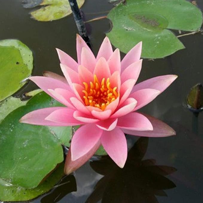 Colorado Pink Hardy Water Lily Rhizome Live Aquarium Pond Plant BUY2GET1FREE
