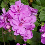 Set 2 Geranium Plants Live, 4-9 Inches Tall, Hardy Flowering Geraniums for Garden or Pots, Fragrant Perennial Blooms (Lavender Geranium)