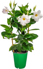 White Mandevilla Plant - Live Flowering Plant with Trellis - 18 inch Hoop, 18 inch to 20 inch Overall Height - 1 Gallon Planter - Tropical Plants of Florida (Plant Only)