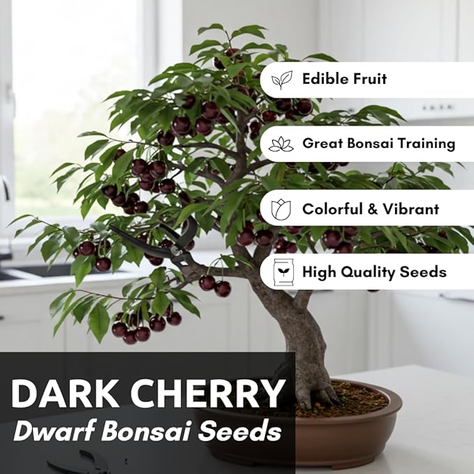 Dwarf Bonsai Black Cherry Fruit Tree Live Plant Seedling - Prunus serotina, Great for Home and Garden Yards Planting Dormant Seedling