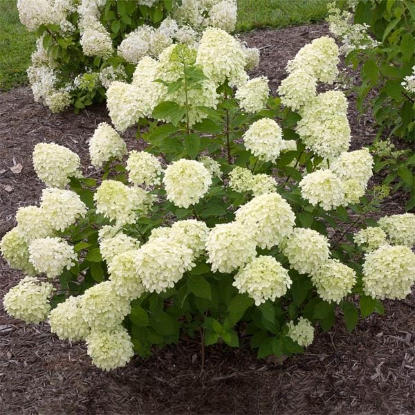Brighter Blooms - Little Lime® Hydrangea Shrub, 1 Quart - No Shipping to AK, AZ, HI