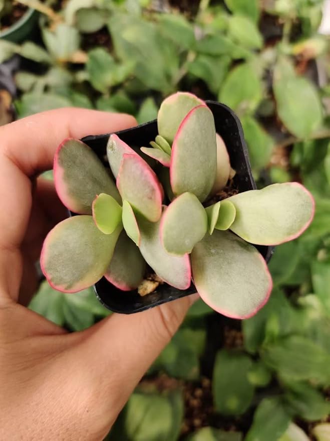 Live Succulent Cactus Plants from USKC (2" Pot) (Crassula Platyphylla Variegated)