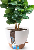 T4U 12 Inch Self Watering Pot - Water Level Indicator & Deep Reservoir, Mess-Free Planter for Busy People, Beginners & Gardeners, Fits Rubber Tree/Fiddle Leaf Fig Plants, Indoor Outdoor Use (White)