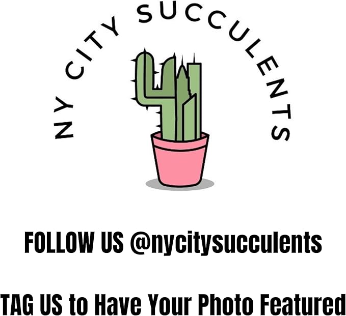 Stromanthe Triostar Live Plant in - Stromanthe Triostar Live Plants - Easy to Grow Air Purifying Indoor House Plants Flowers for Home Office Wedding Decor & Birthday Gift (4")(Heat Pack Included)
