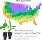 Banana Tree Gran Nain. Set of 4 Starter Live Plants (Gran Nain)