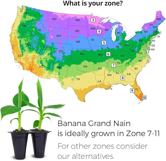 Banana Tree Gran Nain. Set of 4 Starter Live Plants (Gran Nain)