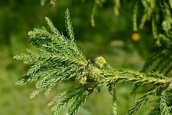 30 Japanese Red Cedar Bonsai Tree Seeds for Planting - Cryptomeria Japonica