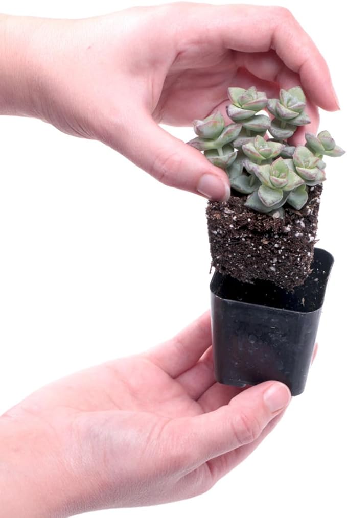 Mountain Crest Gardens Trailing & Strings Succulent Pack - 6 Live Plants in 2 Inch Pots - Real Succulents for Hanging Planters, Home Decor, and DIY Arrangements