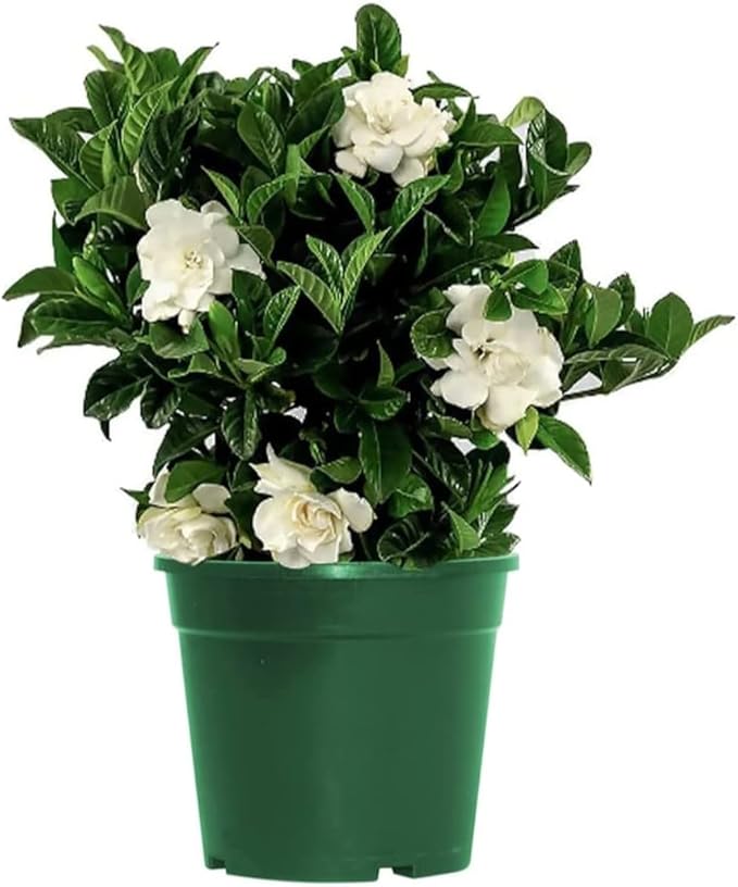 American Plant Exchange Gardenia Bush ‘Mini Veitchii’ – Live 6-Inch Indoor Flowering Plant, Fragrant Houseplant for Home or Office, for Mother's Day & Year-Round Décor