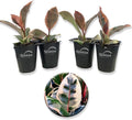Ficus Tineke Tree - 4 Live Starter Plants in 2 Inch Pots - Ficus Elastica Tineke - Stunning Easy Care Interior Houseplant