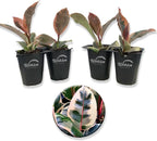 Ficus Tineke Tree - 4 Live Starter Plants in 2 Inch Pots - Ficus Elastica Tineke - Stunning Easy Care Interior Houseplant
